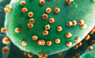 Erster virusfressender Organismus entdeckt