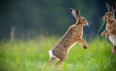 Zwei "Kampfkaninchen" helfen der AFU bei der Vernichtung von Eindringlingen