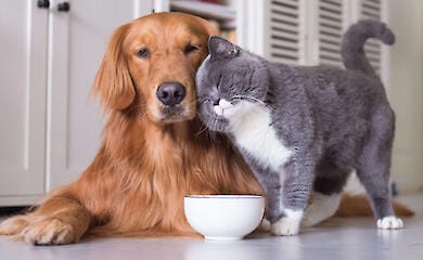 Polen k&ouml;nnte das erste Land der Welt werden, das einen Tierpflegeurlaub einf&uuml;hrt