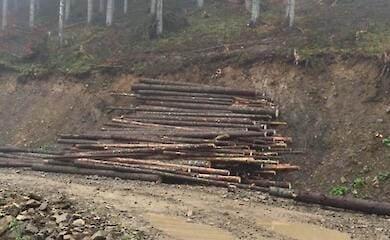 Besatzer stehlen Holz in vorübergehend besetztem Gebiet