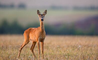 Rehe, die die Explosion im Wasserkraftwerk Kakhovka &uuml;berlebt haben, schwammen auf einem M&uuml;llhaufen in die Region Odessa