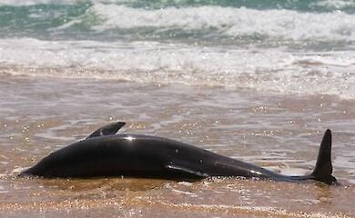 Russland zerst&ouml;rt systematisch und konsequent die einzigartige &Ouml;kologie der Halbinsel Krim