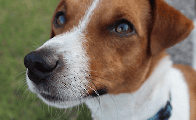 Patron Dog wurde von einem feindlichen MLRS beschossen