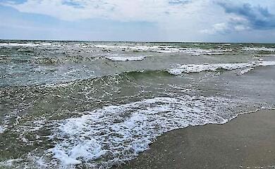 Einige Delfine sind aufgrund von Milit&auml;raktionen vom Aussterben bedroht