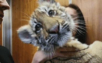 Von Russen aus Mariupol entf&uuml;hrtes Tigerbaby stirbt in russischem Zirkus