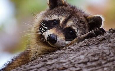 Die Geschichte des gestohlenen Kherson-Waschb&auml;ren hat eine unerwartete Wendung genommen