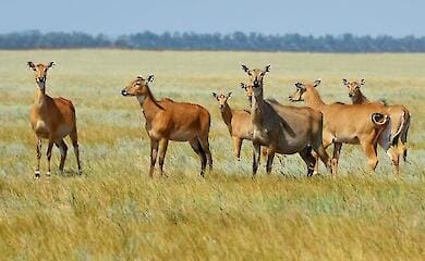 "Askania Nova": Russen stehlen Tiere aus dem Reservat