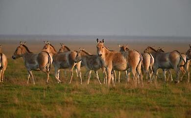 Оккупанты вывезли из заповедника "Аскания-Нова" нескольких краснокнижных животных