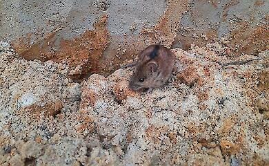 Eine ungew&ouml;hnliche Maus lebt im Unterstand der ukrainischen Soldaten