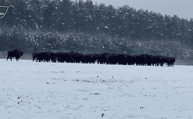 Die gr&ouml;&szlig;te Wisentpopulation lebt in der Region Lviv