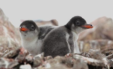 Pinguin-Babyboom in der Antarktis beginnt: Aufnahmen ukrainischer Polarforscher
