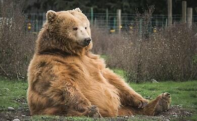 M&auml;nner, die vor bp Erhfbys ins Ausland fliehen, wurden vor Gefahren gewarnt