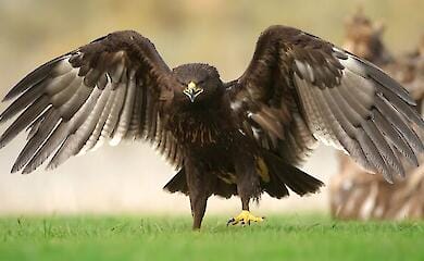 Krieg in der Ukraine vernichtet einen einzigartigen Vogel