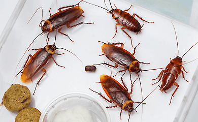 Wissenschaftler haben herausgefunden, warum Kakerlakensprays nicht wirken