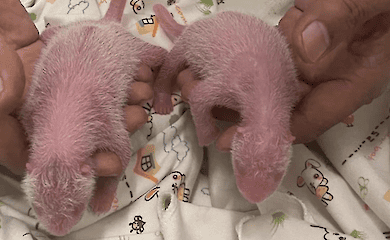 Im Zoo von Hongkong ist ein Wunder geschehen: Der &auml;lteste Riesenpanda der Welt namens Ying Ying ist zum ersten Mal Mutter geworden