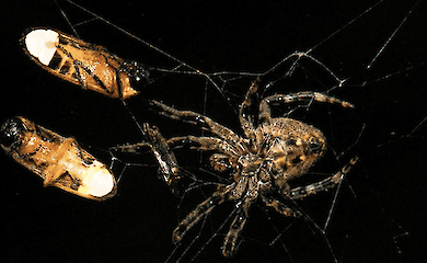 Spinne Araneus ventricosus mit zwei gefangenen m&auml;nnlichen Gl&uuml;hw&uuml;rmchen Abscondita terminalis
