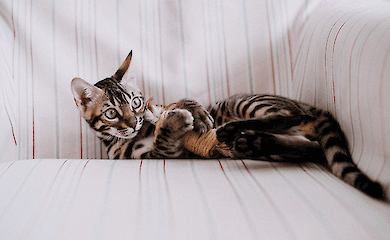 Warum Katzen ihren Besitzern Spielzeug bringen: Neue Studie enth&uuml;llt das Geheimnis hinter diesem Verhalten