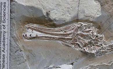 Sch&auml;del von Longipteryx, der seine Z&auml;hne zeigt