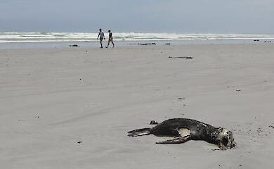 Erster Fall von Tollwut bei Meeress&auml;ugetieren: Ausbruch bei Robben in S&uuml;dafrika entdeckt