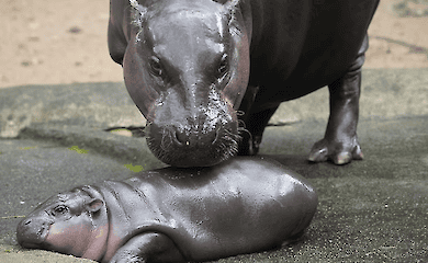 Zwergflusspferd-Baby Mu Deng: eine Internet-Sensation aus einem thail&auml;ndischen Zoo