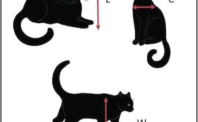 Ein Wissenschaftler hat herausgefunden, ob Katzen sich ihrer K&ouml;rpergr&ouml;&szlig;e bewusst sind und ob sie denken, dass sie durch alles hindurchpassen