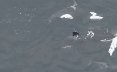  Wissenschaftler haben Bilder von Killerwalen aufgenommen, die vor der K&uuml;ste Chiles Delfine jagen