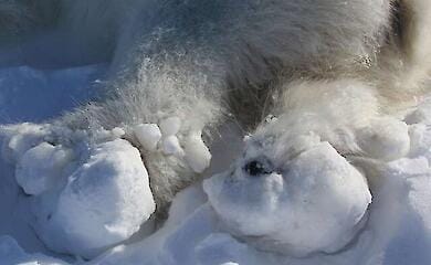 Arktisches Tauwetter verletzt die Pfoten von Eisb&auml;ren: eine unerwartete Folge der globalen Erw&auml;rmung