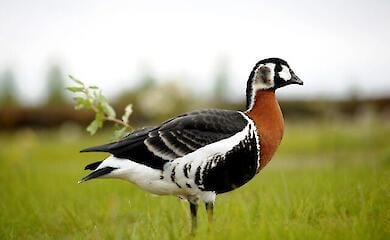 Massenhafte Vernichtung von Tieren, V&ouml;geln und Pflanzen: Russische Aggression zerst&ouml;rt die &Ouml;kowelt der Ukraine