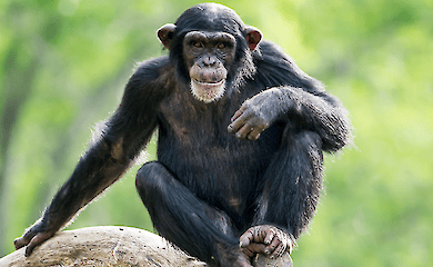 Top-Widerlegungen wissenschaftlicher Theorien und neue Fakten &uuml;ber Affen, Robben und schwarze L&ouml;cher