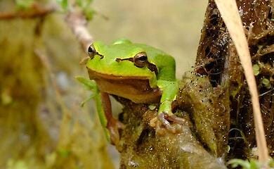 Wissenschaftler finden heraus, wie sich die Reststrahlung auf Tschernobyl-Frösche auswirkt