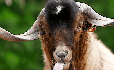 KI lernt, die Gef&uuml;hle von Ziegen zu lesen: Wie Technologie hilft, den Schmerz von Tieren zu verstehen