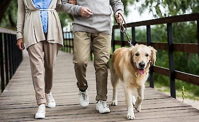 Haustiere verlangsamen den Alterungsprozess: Forschung des Waltham Petcare Centre