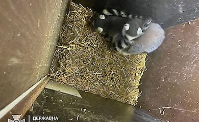 Menschen versuchten, exotische Tiere aus der Ukraine nach Polen zu schmuggeln 