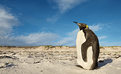 Der arktische Permafrost schmilzt: Was Wissenschaftler &uuml;ber die globalen Auswirkungen sagen