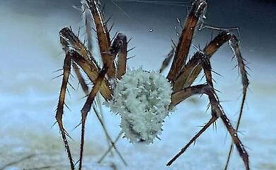 Wie ein Pilz Höhlenspinnen in Zombies verwandelt