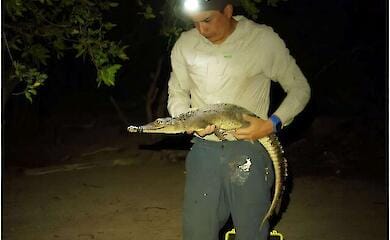Zwei neue Krokodilarten wurden auf mexikanischen Inseln entdeckt