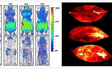 Studie: Lebende M&auml;use leuchten, aber tote M&auml;use nicht