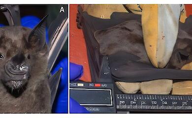 'Pelzmonster' im Dschungel: Riesige Flederm&auml;use erstmals in Mexiko entdeckt