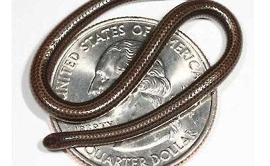 Die mikroskopisch kleine Schlange ist zur&uuml;ck: eine gef&auml;hrdete Art wurde auf Barbados wiederentdeckt