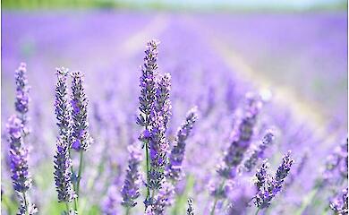 Wissenschaftler haben einen Weg gefunden, um Kosmetika frisch zu halten - Lavendel leistet bessere Arbeit als synthetische Stoffe