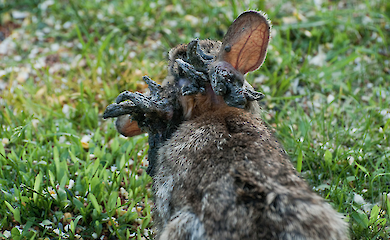 Geh&ouml;rnte "Frankenstein-Kaninchen" in Colorado - eine Erkl&auml;rung des Ph&auml;nomens