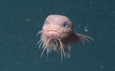 Ein der Wissenschaft unbekannter rosa Bartfisch wurde im Pazifik entdeckt
