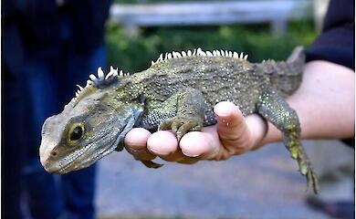 Der &auml;lteste Vorfahre der Eidechsen, 242 Millionen Jahre alt, wurde in England gefunden