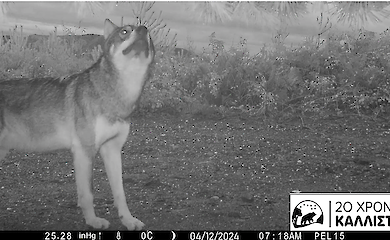 Ein Wolf-Hund-Hybrid wurde in Nordgriechenland gefunden