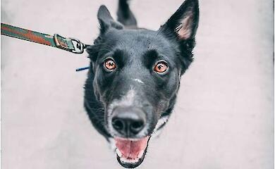 K&uuml;nstliche Intelligenz hilft, Hundebellen in menschliche Sprache zu &uuml;bersetzen