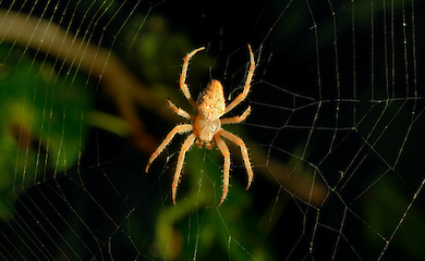 Wissenschaftler haben herausgefunden, wie Spinnen die Welt sehen und den Menschen wahrnehmen