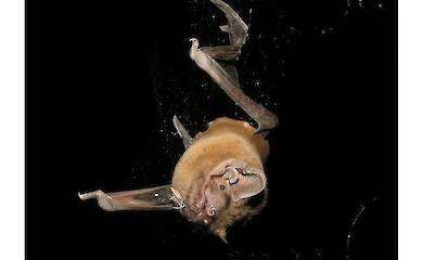 Flederm&auml;use t&ouml;ten und fressen V&ouml;gel im Flug