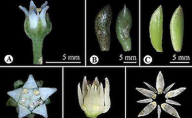 Eine neue Art von Sinocrassula succulenta wurde in Tibet entdeckt