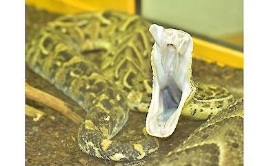 Wissenschaftler haben drei Bei&szlig;stile bei Giftschlangen aufgedeckt