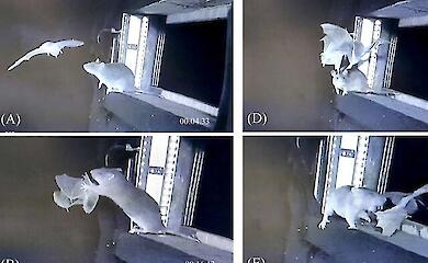 Ratten gegen Flederm&auml;use: Europas erste aufgezeichnete Jagd auf Nagetiere im Flug